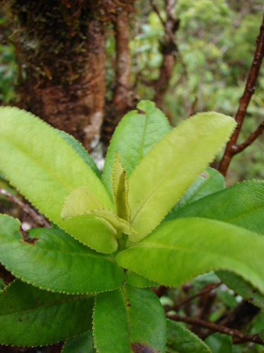 Eurya sandwicensis