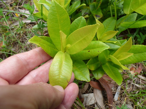 Eurya sandwicensis