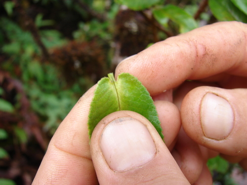 Eurya sandwicensis