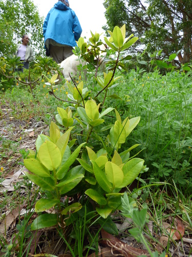 Eurya sandwicensis