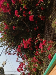 Bougainvillea