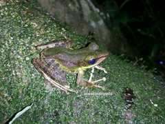 Odorrana hosii