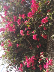 Bougainvillea