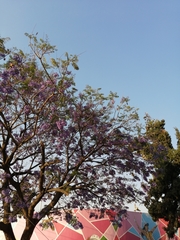 Jacaranda
