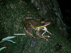 Odorrana hosii