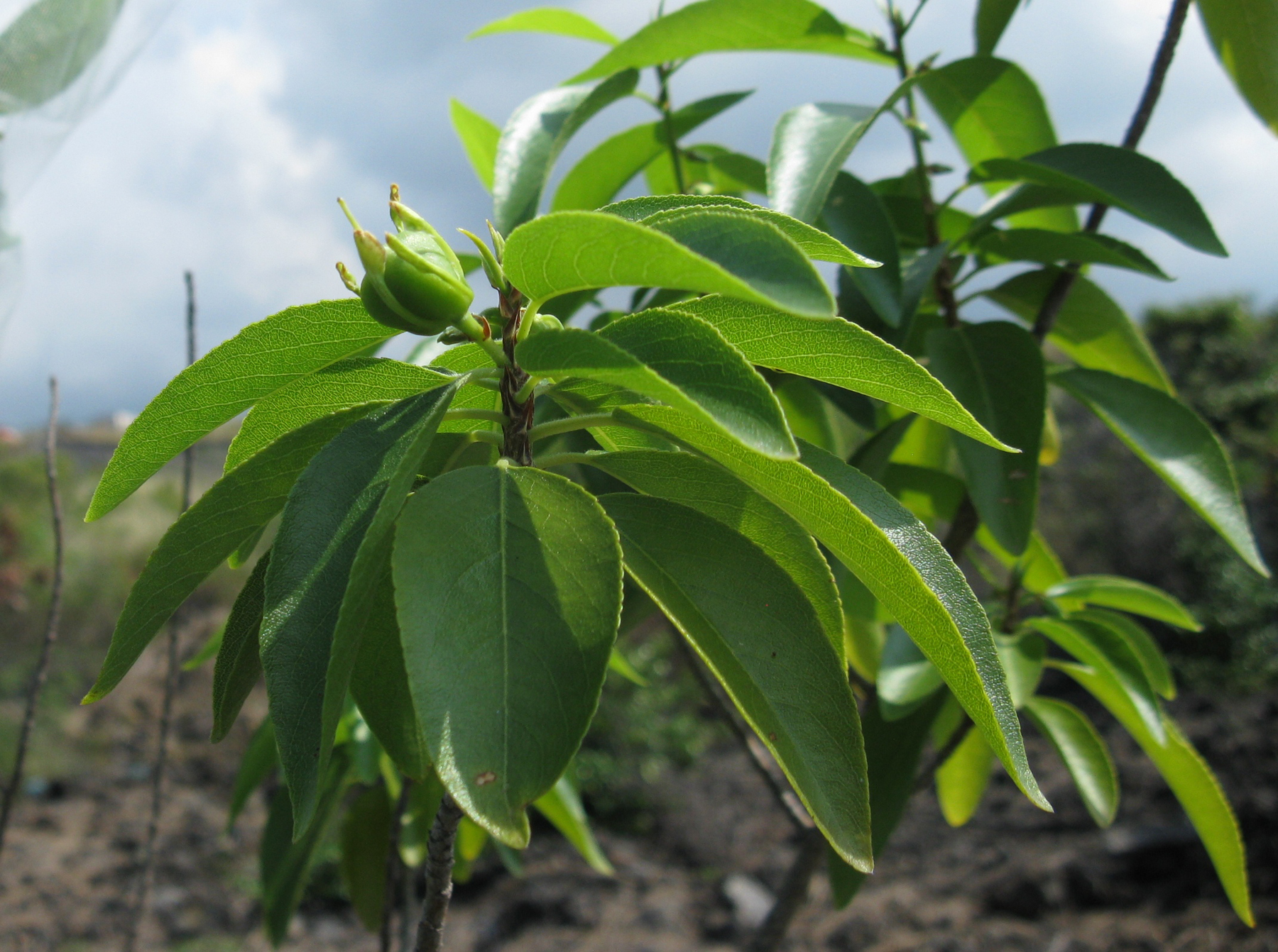 Isodendrion pyrifolium