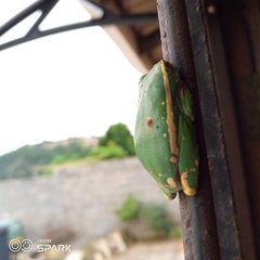 Hyperolius semidiscus