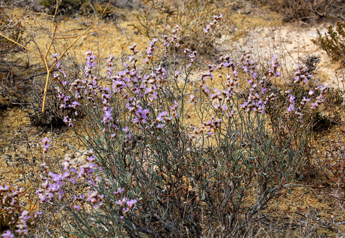 Limonium suffruticosum