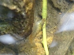 Caridina cantonensis