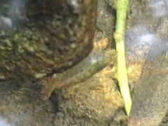 Caridina cantonensis