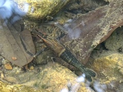 Macrobrachium laevis