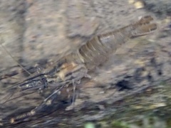 Macrobrachium laevis