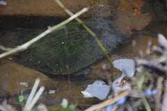 Basicladia ramulosa