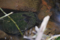 Basicladia ramulosa