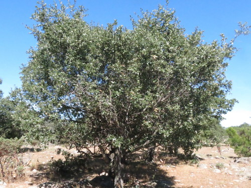 Quercus eduardi
