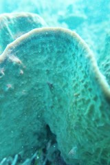 Cochleoceps bicolor