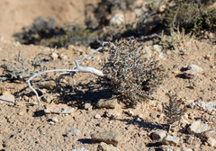 Nanophyton erinaceum