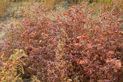 Salsoloideae
