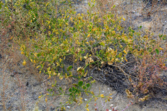 Zygophyllum
