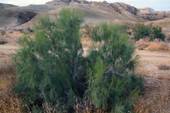 Haloxylon