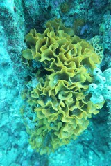 Steginoporella chartacea