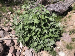Ambrosia cordifolia