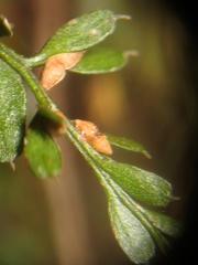 Tmesipteris tannensis
