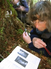 Tmesipteris tannensis