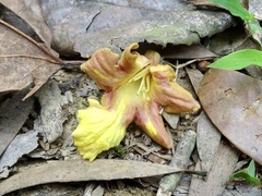 Gmelina