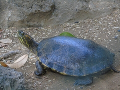 Trachemys grayi