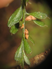Tmesipteris tannensis