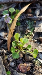 Viola silicestris