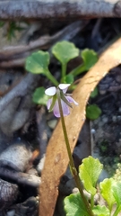 Viola silicestris