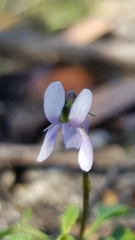 Viola silicestris