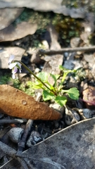 Viola silicestris
