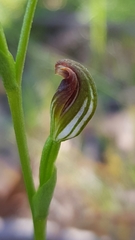 Pterostylis furva