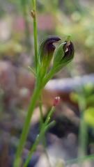 Pterostylis furva