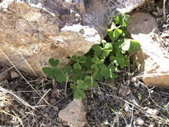 Oxalis californica