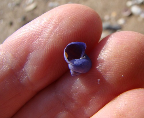 photo of Dwarf Violet Snail (Janthina exigua)