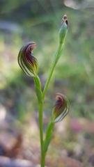 Pterostylis furva