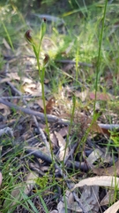 Pterostylis furva