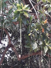 Barringtonia acutangula