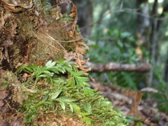 Tmesipteris tannensis