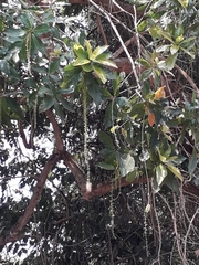 Barringtonia acutangula