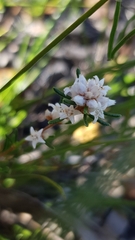 Cryptandra ericoides