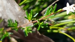 Cryptandra ericoides