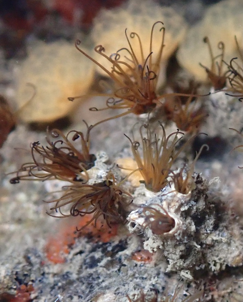 Dodecaceria pacifica