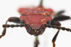 Cucujus cinnaberinus