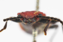 Cucujus cinnaberinus