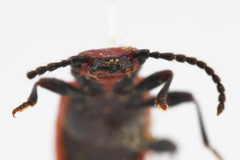 Cucujus cinnaberinus